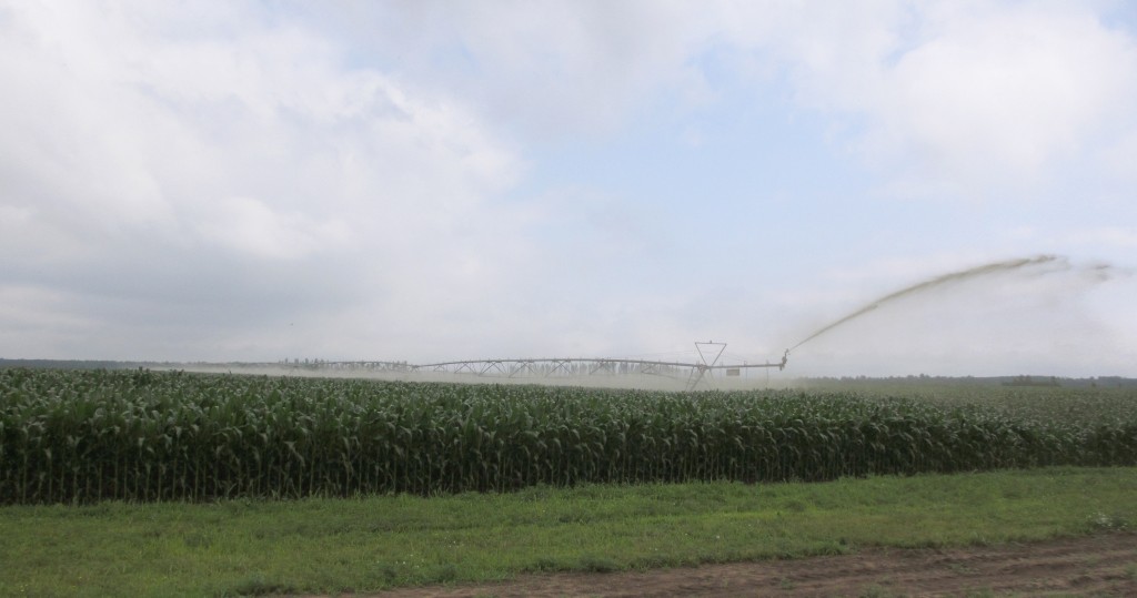 A center pivot manure irrigation system is used to spread manure on a Wisconsin corn field. Courtesy of Wisconsin Department of Natural Resources