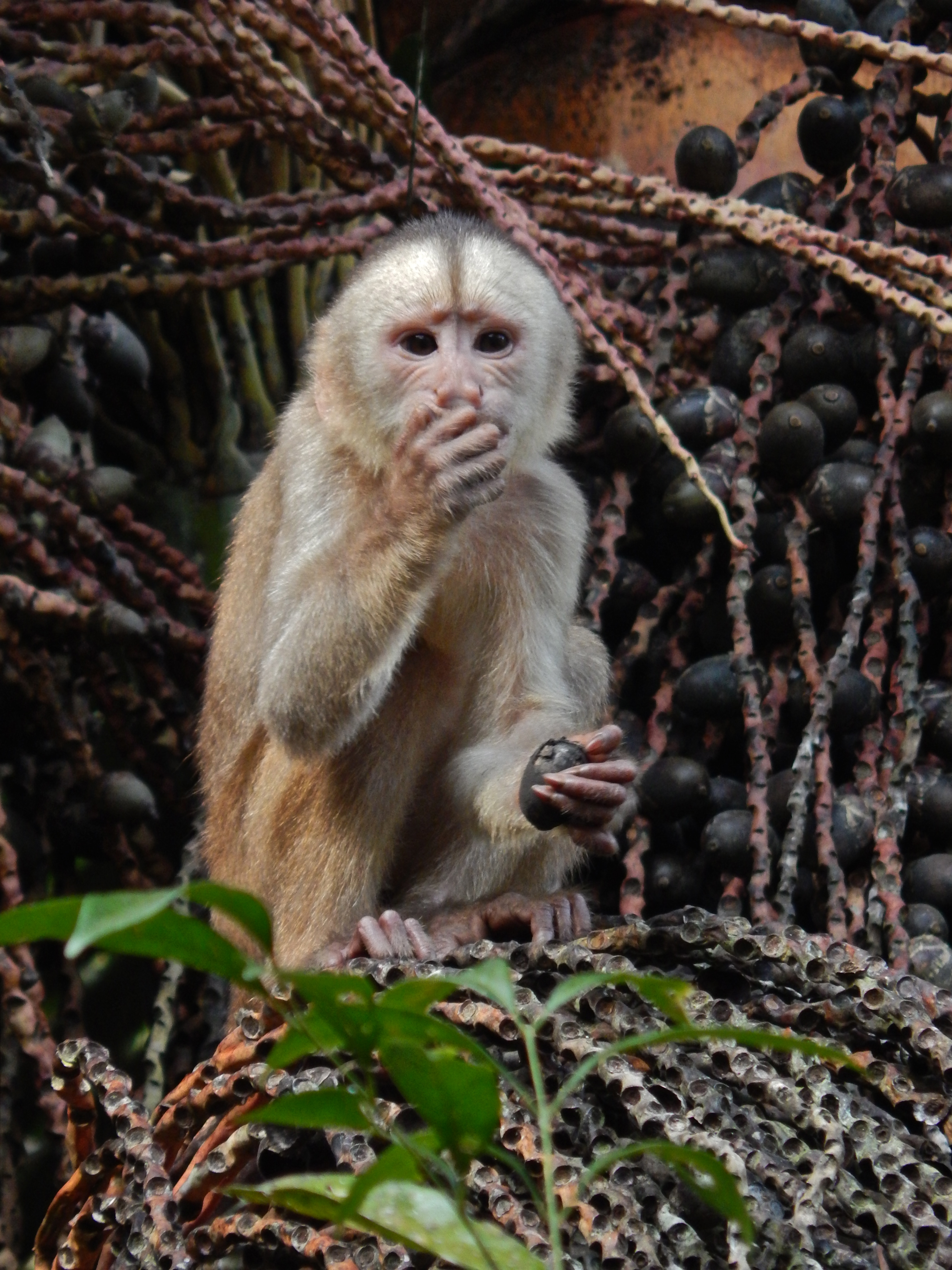 Limits To Exotic Pets In Wisconsin Loom But Critics Cite Several Loopholes Wisconsinwatch Org