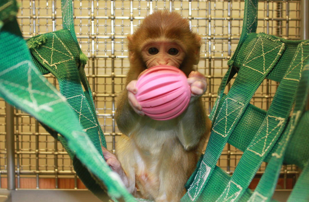 primate veterinarian near me